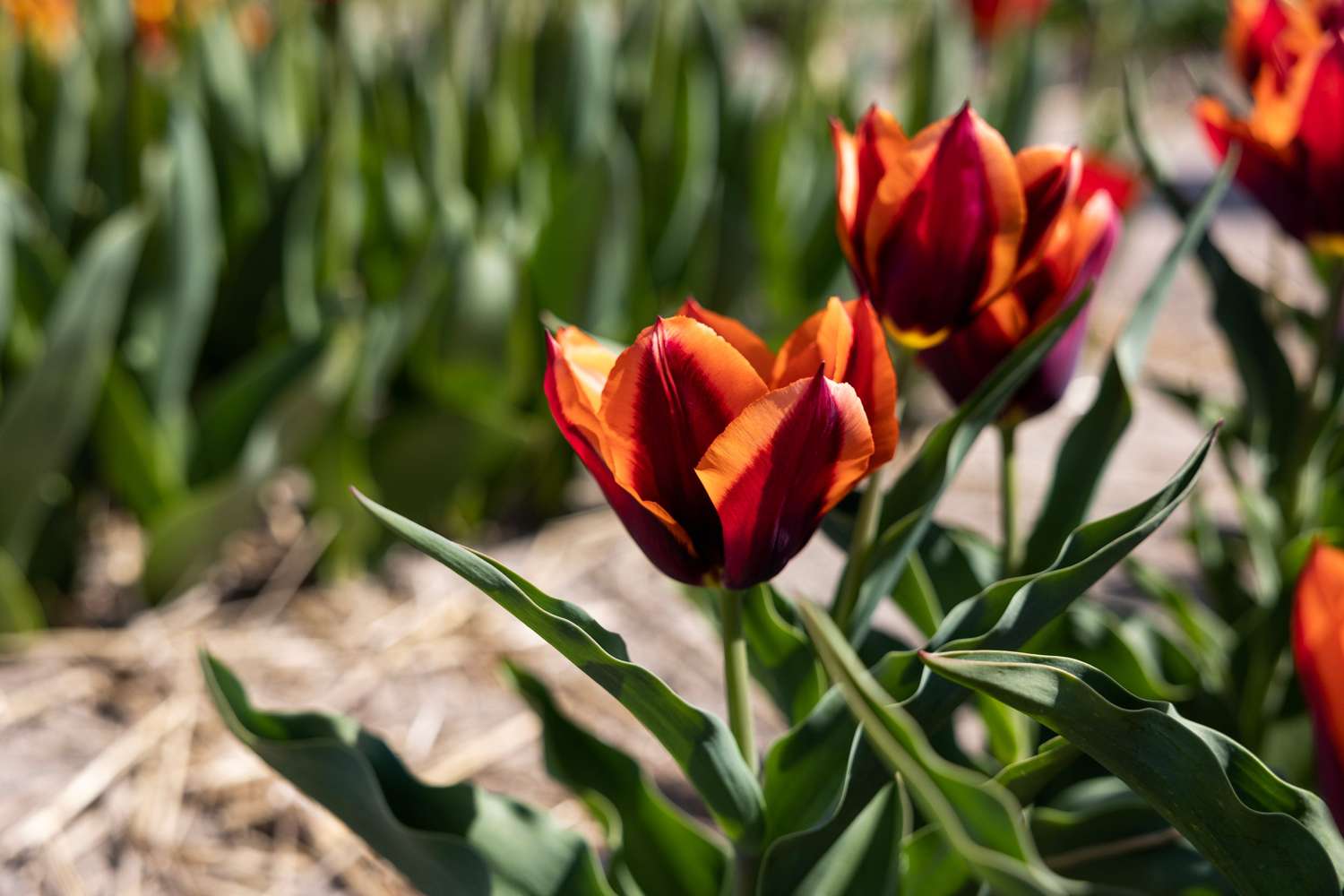 Tulppaani 'Slawa'